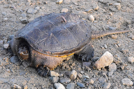 turtle, common snapping turtle, ontario, nature, wildlife, snapping turtle