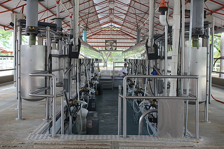 milking, milking installation, order, cheese, milking mechanical, milk, cow