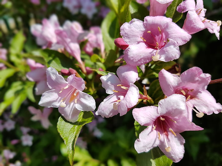 flowers, krzewuszka, pink, nature, plant, pink Color, flower