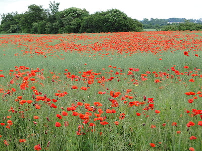 Poppy, bidang poppies, klatschmohn, merah, poppy merah