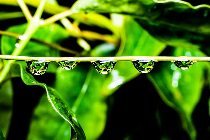 green, drops, water, nature, leaf, fresh, spring
