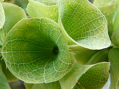 blade, Alterkalk, grøn, sommer, plante