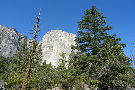 Yosemite, Parc Nacional, El Capitán, Cedre d'encens, formació rocosa, monòlit, granit