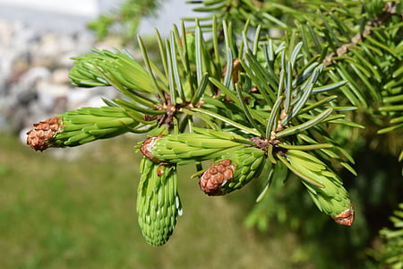 spruce, young, shoots, green, needles, tender, spring