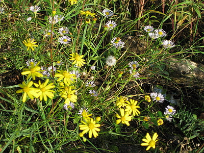 fleurs sauvages, blanc, jaune, fleurs, Daisy
