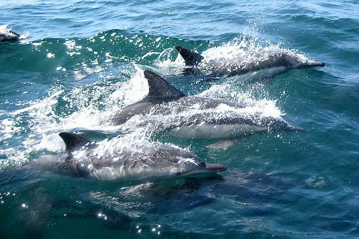 делфините, плуване, вода, океан, море, морски, бозайник