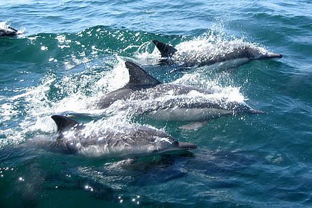 dolphins, swimming, water, ocean, sea, marine, mammal