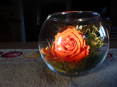rose, glass, sun, light effect, sunbeam, decorative, reflection