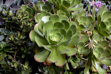 plechu skleníkových, Crassulaceae, rastlín, aeonium, listy, mäsitý, Flora