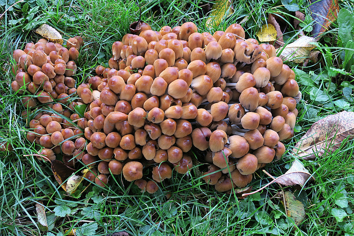 jamur, pembentukan jamur, jamur, kepang jamur, beracun, musim gugur, alam