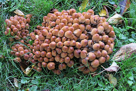 mushrooms, mushroom formation, mushroom, mushroom braid, toxic, autumn, nature