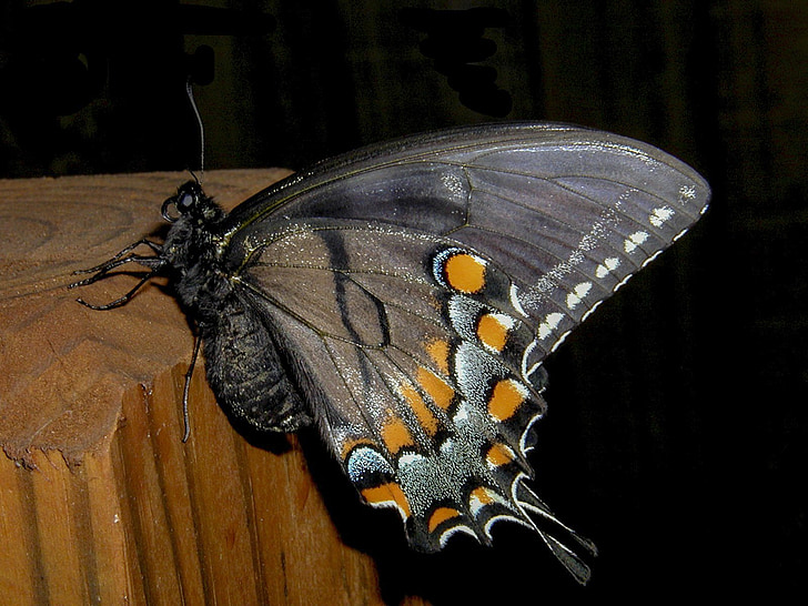 butterfly, night, insect, falter, close-up, backyard