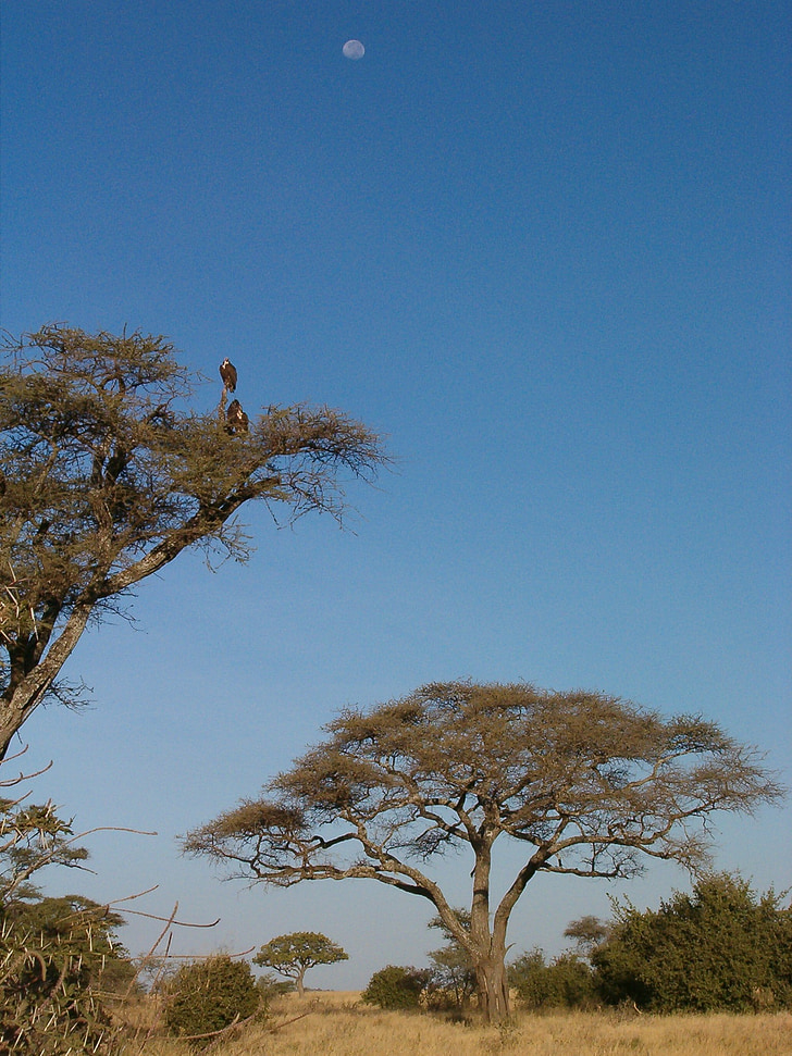 Kruger national park, drzewo, Księżyc, niebo, Afryka, Savannah
