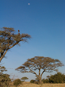 Parque Nacional Kruger, árbol, Luna, cielo, África, Sabana