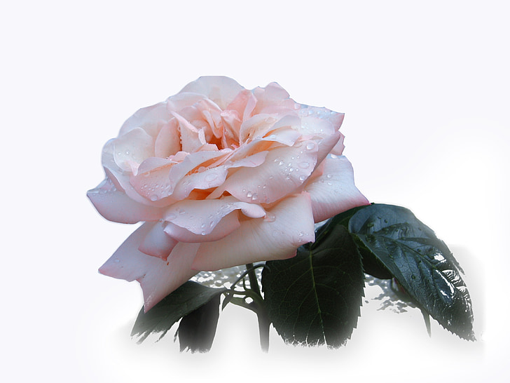 Роза, цвете, Блосъм, Блум, Красив, благородни, розово