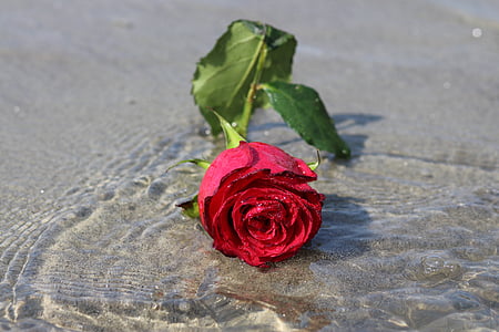 Rosa, l'aigua, flor, reflexió, vermell