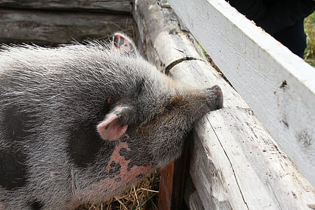 piggy, the pig, roikkomahasika, the hair, rough, kilt, animal