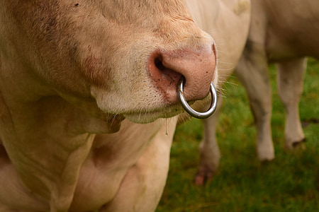 nose ring, bull, ruminant, agriculture, livestock, beef, meadow