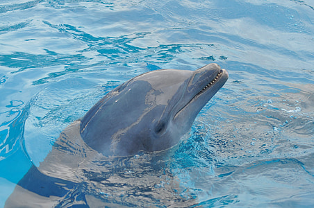 海豚, 水, 蓝色, 游泳池, 蓝色的水, 海, 动物