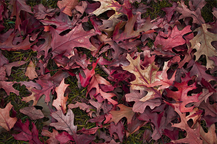 rød, brun, tørket, blader, blad, rosa fargen, Ingen mennesker