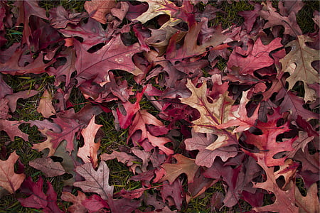 rød, brun, tørret, blade, blad, lyserød farve, ingen mennesker