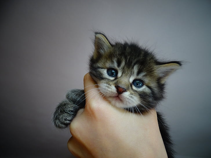 mielas, katė, kačiukai, naminė katė, mėlynas akis, letena, mažas