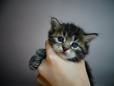 Sweet, kat, kittens, binnenlandse kat, blauw oog, paw, kleine