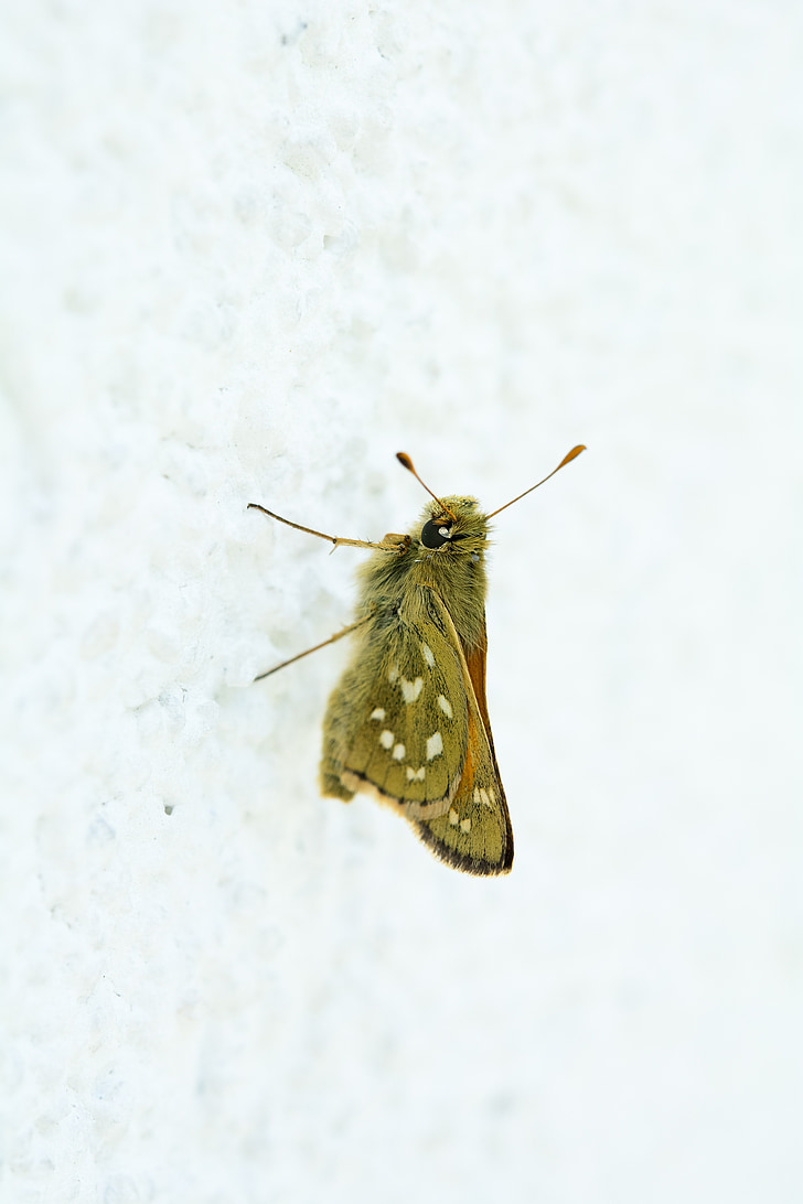papillon, Hesperia comma, femelle, skipper, nature, insecte, insectes de vol