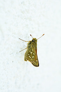 fluture, Hesperia virgula, de sex feminin, Skipper, natura, insectă, zborul insectelor