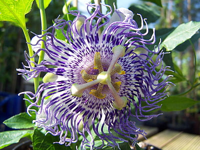 Passiflora Zucker-Pflaume Fee, Hybrid, Creeper, Tropicale, Blütenblätter, Villi, Staubblätter