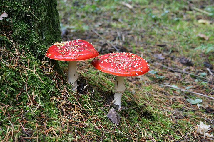 rød fly agaric, champignon, Tysklands mest maleriske badning, Eifel-området, svamp, natur, skov