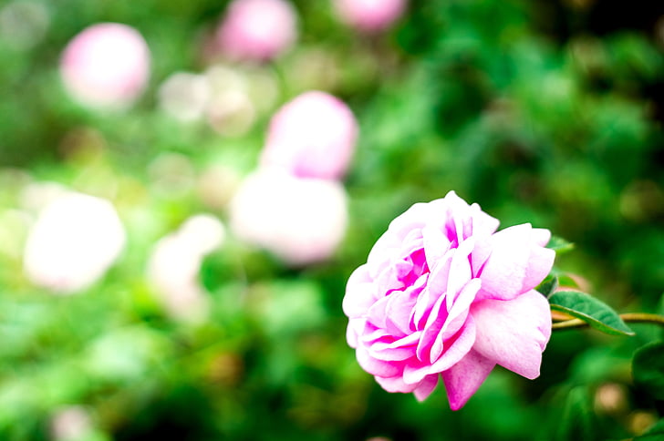 flower, rose, nature, floral, blossom, petal, romantic