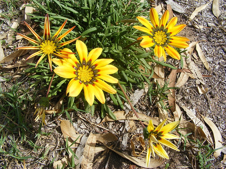 ziedi, dzeltens savvaļas puķes, vasaras