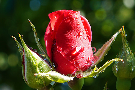 Rose, rdeča, cvet, narave, vrt, rastlin, makro