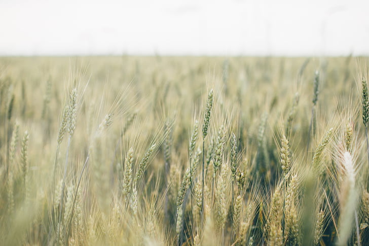 farm, field, grain, rural, wheat, agriculture, cereal plant