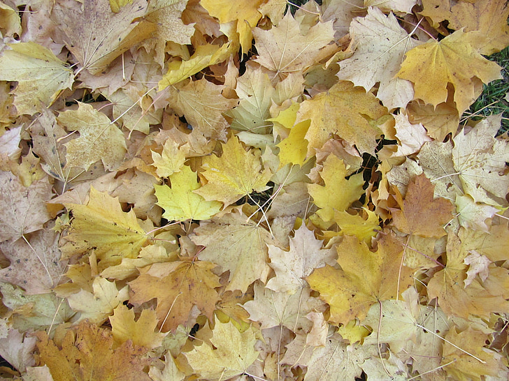 hojas de arce, hojas, otoño, descolorida, amarillo, marrón, follaje de otoño