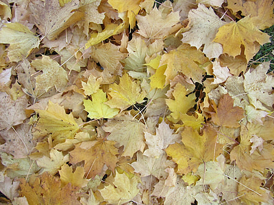 kļavu lapas, atstāj, rudens, discolored, dzeltena, brūns, rudenī zaļumiem