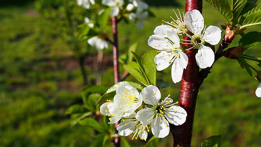 bunga, Cherry, mekar, musim semi, alam, Taman, putih