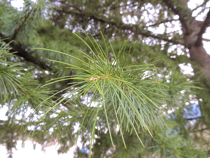 needles, conifer, branch, green