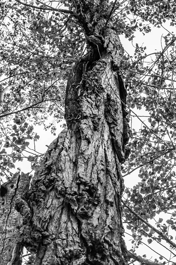 tree, black, white, nature, photography, black white, bark
