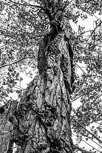 treet, svart, hvit, natur, fotografi, svart hvitt, bark