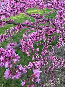 redbud, eastern, pink, purple, tree, blossom, flower