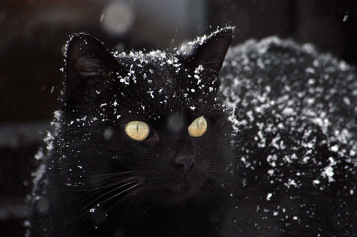 katten, svart katt, snø, svart farge, en dyr, dyr temaer, Ingen mennesker