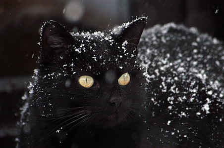 mačka, črna mačka, sneg, črne barve, ena žival, živali teme, ni ljudi
