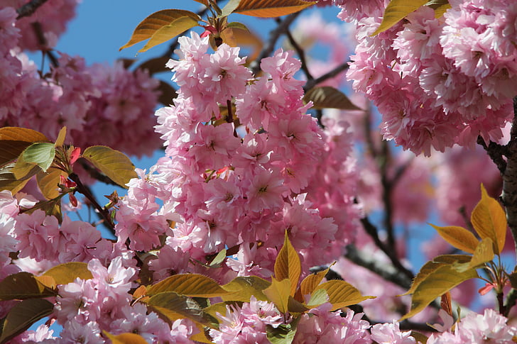 japansk blomstrende kirsebær, Prunus serrulata, dekorativ kirsebær, Blossom, blomst, Lukk, rosa