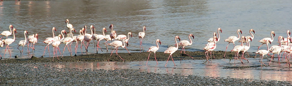 Flamingi, ejot, pludmale, saime, daudzi, daba, putni