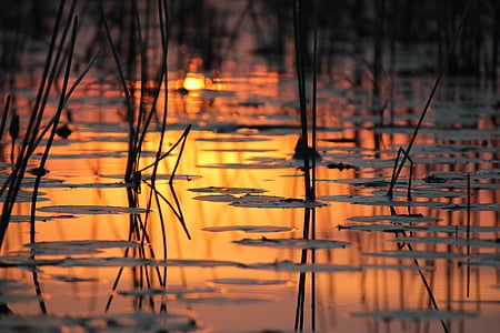 abendstimmung, vode, Bocvana, priroda, Okavango delta, svjetlo, Sunce
