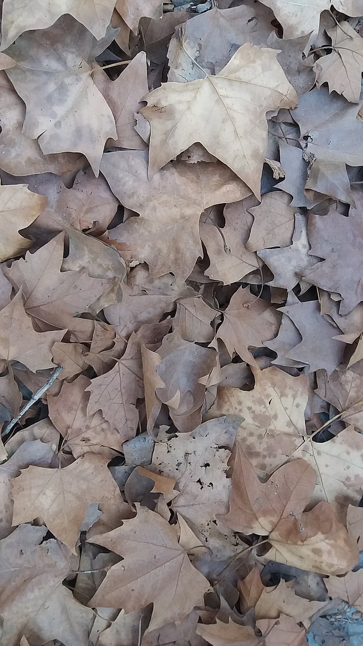 autumn, leaves, landscape, dried leaves, catalonia