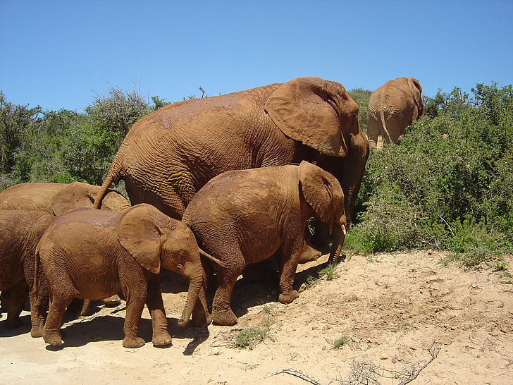 ελέφαντας, άγρια, Νότια Αφρική
