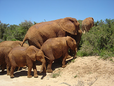 elefant, vilda, Sydafrika